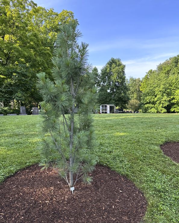 In The Gardens Fastigiate White Pine Beechwood